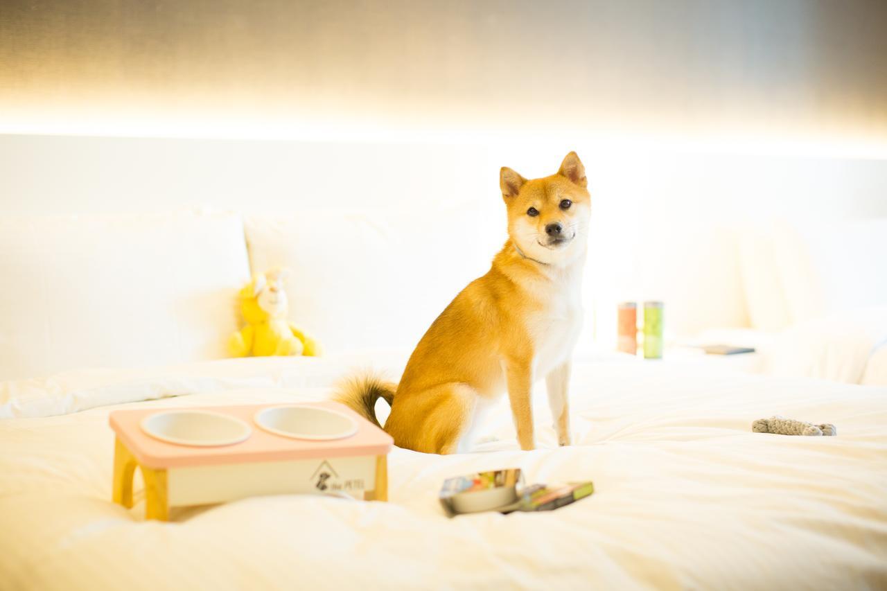 ホテル ザ ペテル プレミアム スイート 釜山広域市 エクステリア 写真